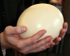 Калорийность страусиного яица - 160 ккал на 100 г
