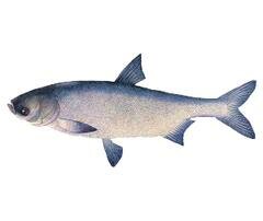 Толстолобик — рыба семейства Карповых