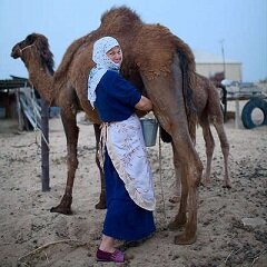 Верблюжье молоко - традиционный напиток Средней Азии