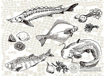 Белуга - рыба семейства осетровых